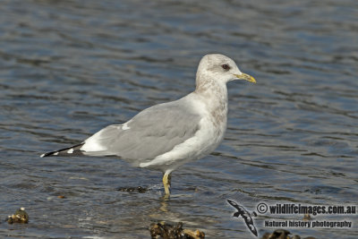 Mew Gull a7716.jpg