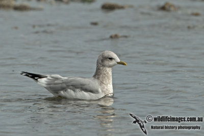 Mew Gull a8086.jpg