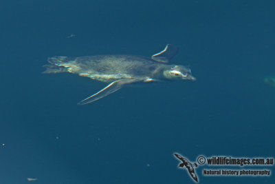 Magellanic Penguin a0043.jpg