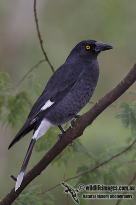 Pied Currawong 4978.jpg