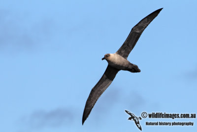 Light-mantled Sooty Albatross 6849.jpg