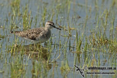 Wood Sandpiper a7344.jpg