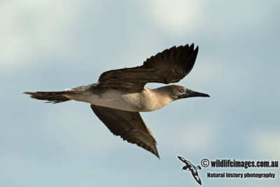 Red-footed Booby a3095.jpg