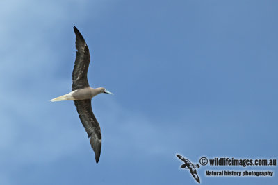 Red-footed Booby a3137.jpg