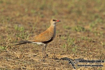 Australian Pratincole a7060.jpg