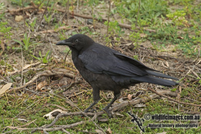 Australian Raven a1705.jpg