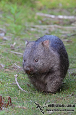 Common Wombat 0602.jpg