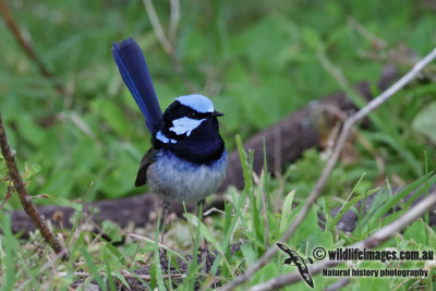 Superb Fairy-wren