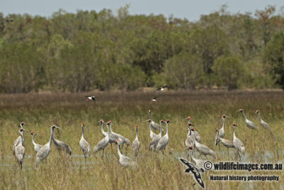 Brolga a7429.jpg