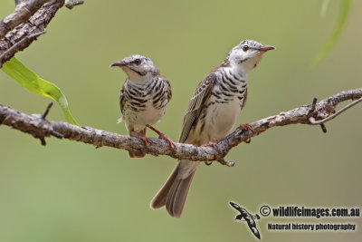 Bar-breasted Honeyeater 7135.jpg