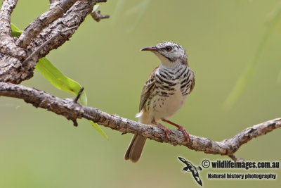 Bar-breasted Honeyeater 7161.jpg