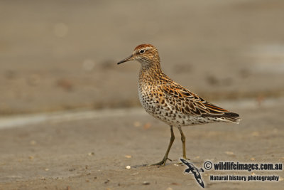 Sharp-tailed Sandpiper a2376.jpg