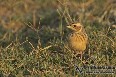 Horsfield's Bushlark a2244.jpg