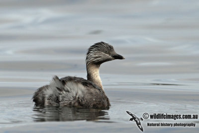 Hoary-headed Grebe