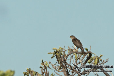 Chinese Sparrowhawk a3381.jpg