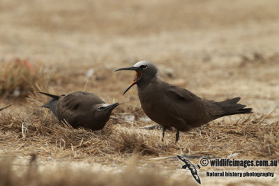 Common Noddy a3535.jpg