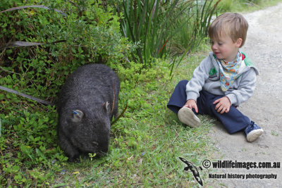 Common Wombat 9149.jpg