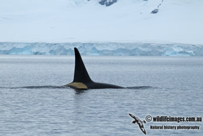 Killer Whale a9739.jpg