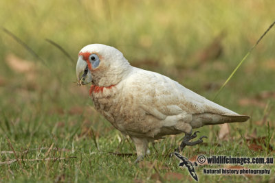 Long-billed Corella a1443.jpg