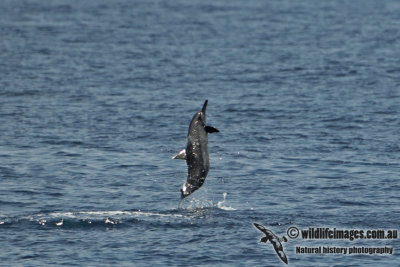 Long-snouted Spinner Dolphin a2478.jpg