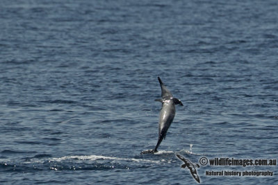Long-snouted Spinner Dolphin a2479.jpg