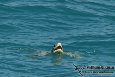 Flatback Turtle - Natator depressus a4509.jpg