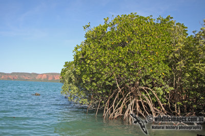 Mangrove a1345.jpg