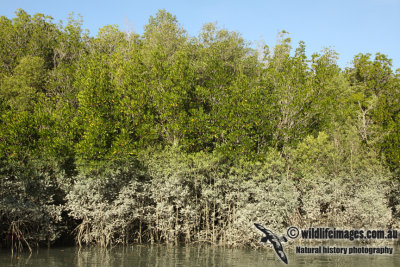 Mangrove a1354.jpg
