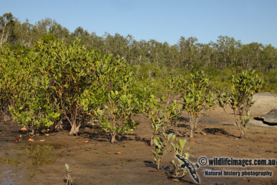 Mangrove a1400.jpg