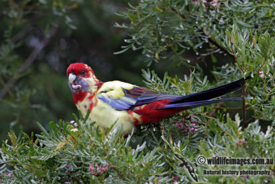 Crimson Rosella 1345.jpg