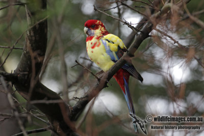 Crimson Rosella 1307.jpg