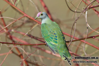 Rose-crowned Fruit-Dove 7882.jpg