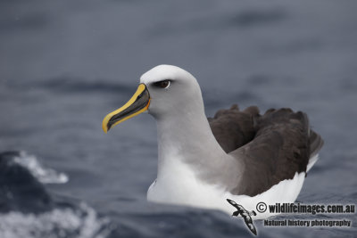Buller's Albatross 8667.jpg