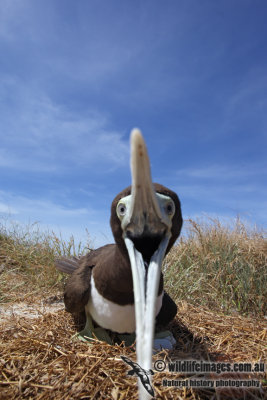 Brown Booby 5855.jpg