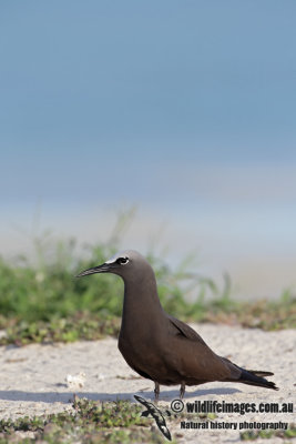 Common Noddy 5382.jpg