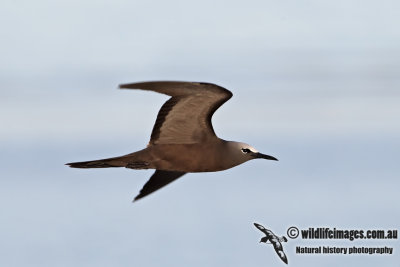 Common Noddy 6995.jpg