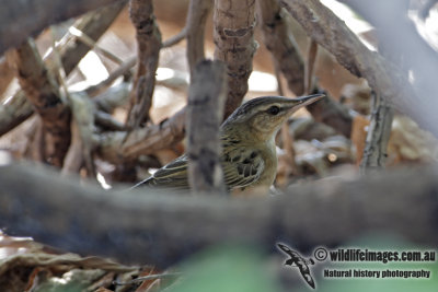 Pallas Grasshopper Warbler 7522.jpg