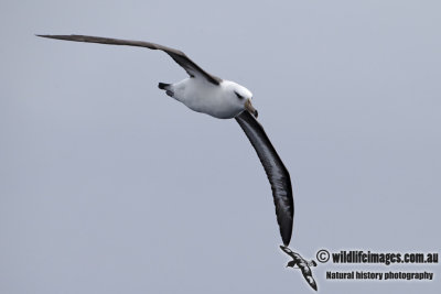 Campbell Albatross 8698.jpg