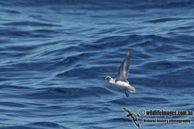 Red-necked Phalarope a8683.jpg