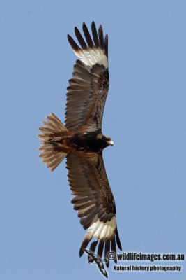 Black-breasted Buzzard 7610.jpg