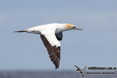 Australasian Gannet 9827.jpg