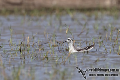 Red-necked Phalarope 7647.jpg