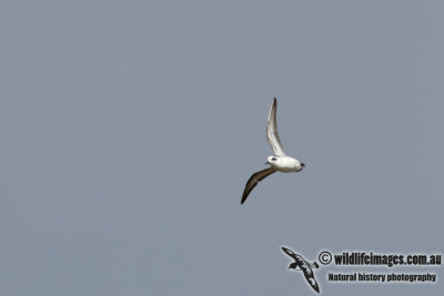 Red-necked Phalarope 7668.jpg