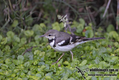 Forest Wagtail 0115.jpg