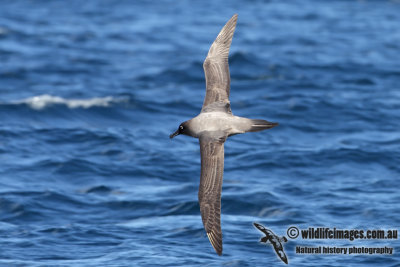 Light-mantled Sooty Albatross 6493.jpg