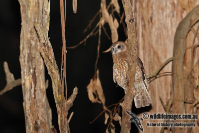 Southern Boobook 2376.jpg