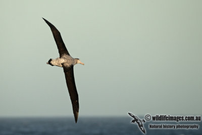 Antipodean Albatross a2086.jpg