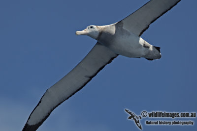 Antipodean Albatross a2834.jpg
