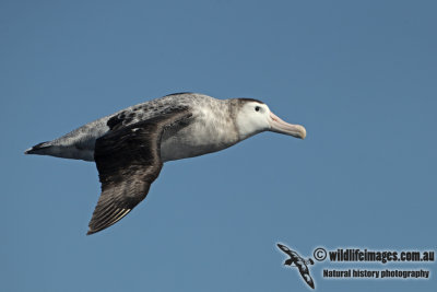 Antipodean Albatross a3024.jpg