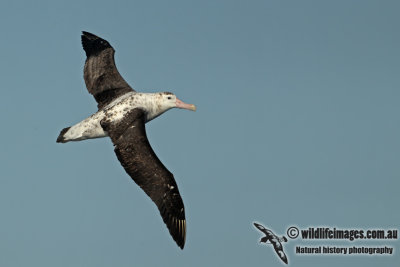 Antipodean Albatross a3154.jpg